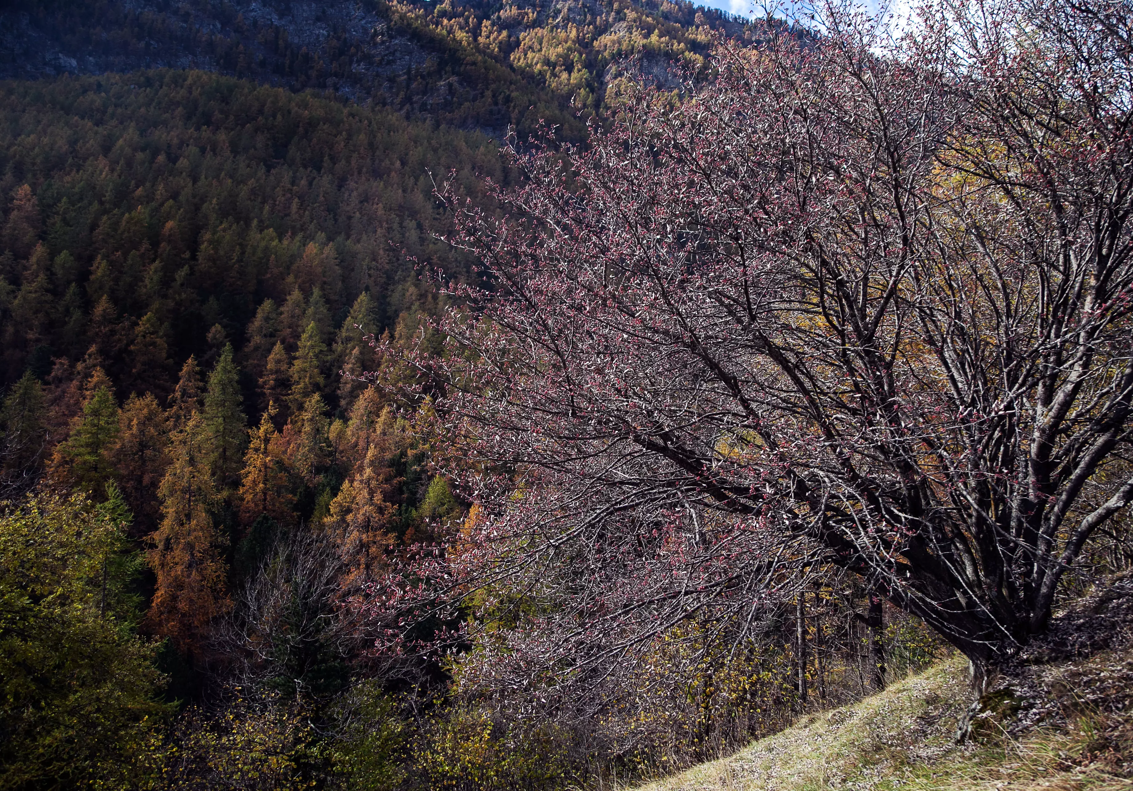Bosco in valle Varaita